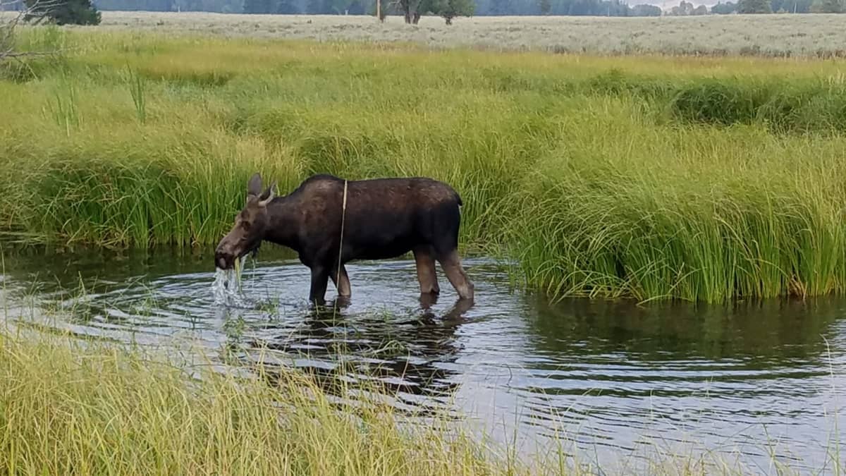 Wildlife Spotting Opportunities
