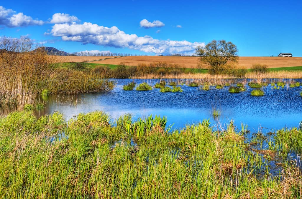 Serene Pond Views