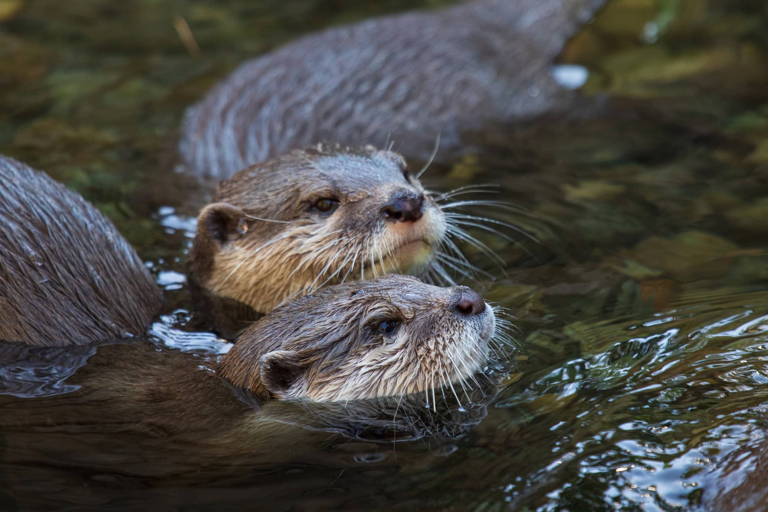 Playful Otters