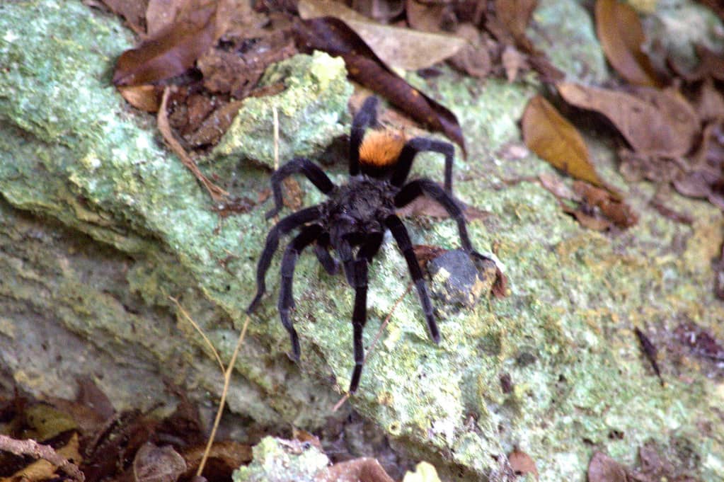 Wildlife Spotting