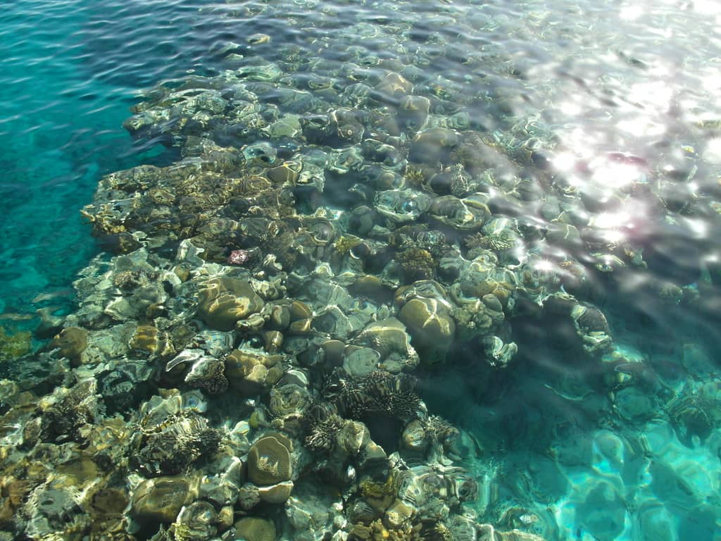 Vibrant Coral Reef