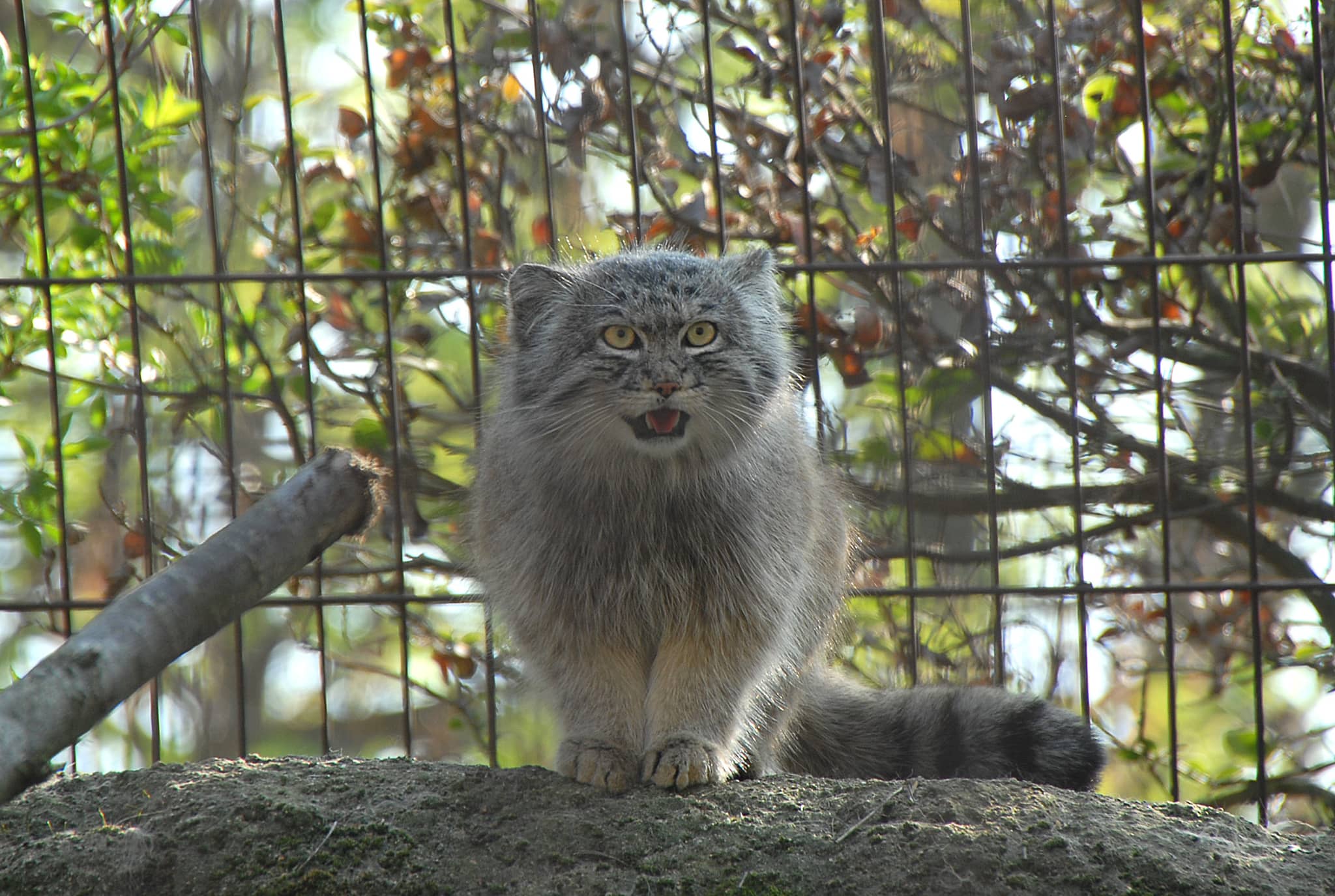 The Ménagerie