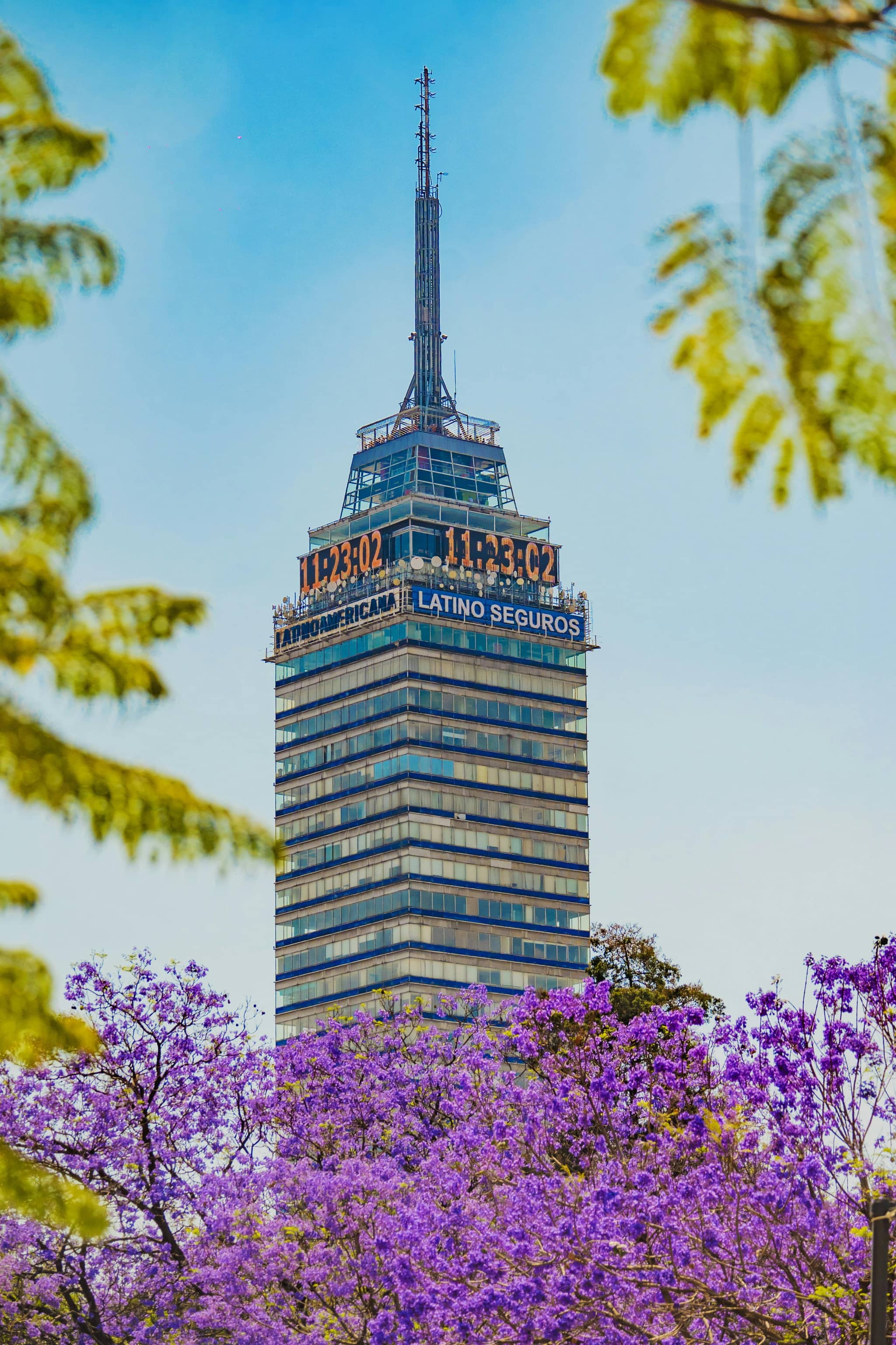 Jacaranda Bloom