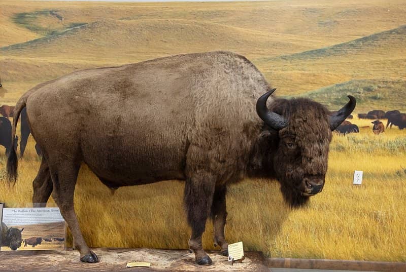 Wildlife Taxidermy Displays