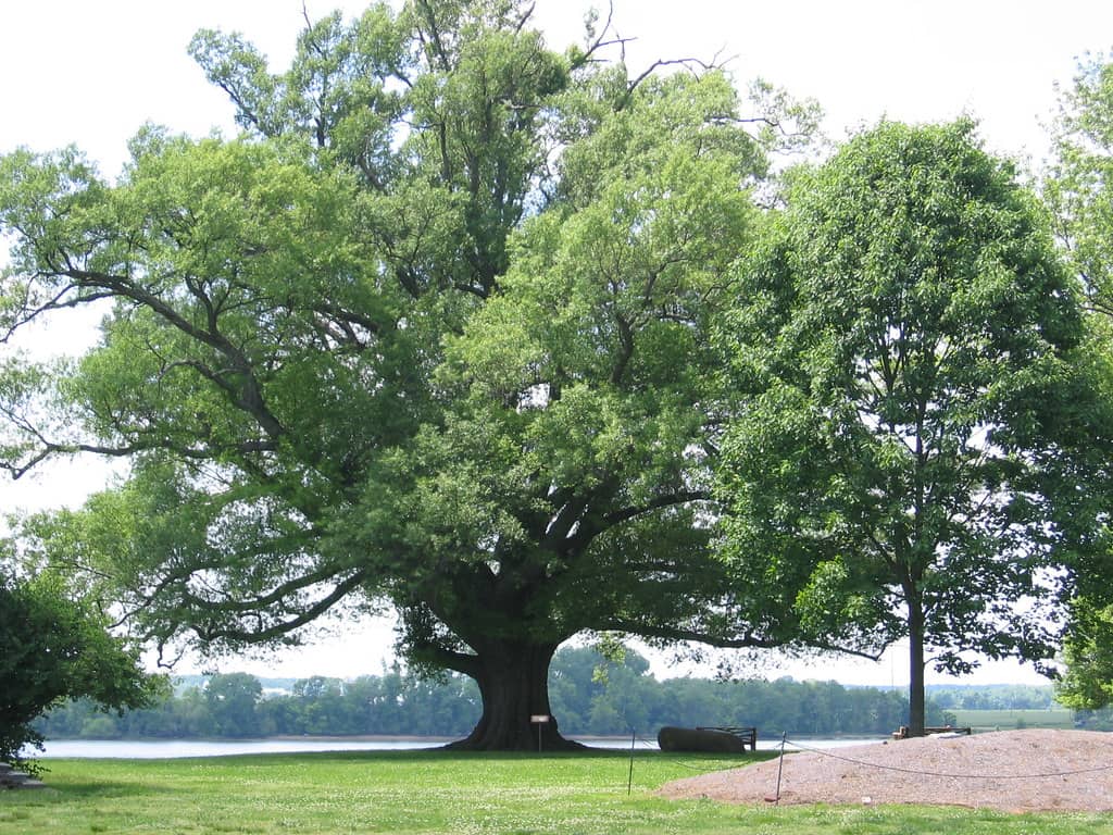 Ancient Oak Trees