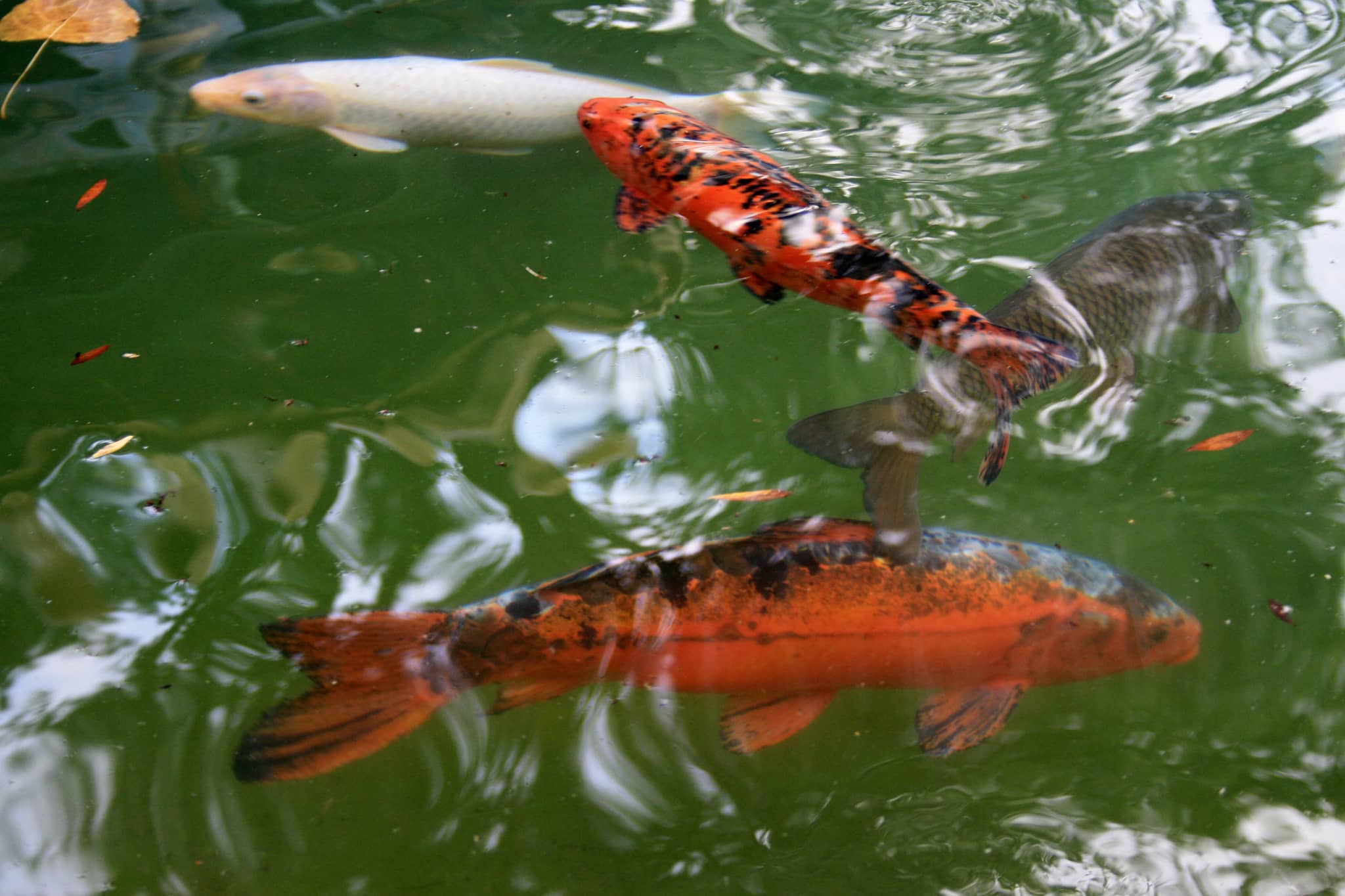 Serene Koi Pond