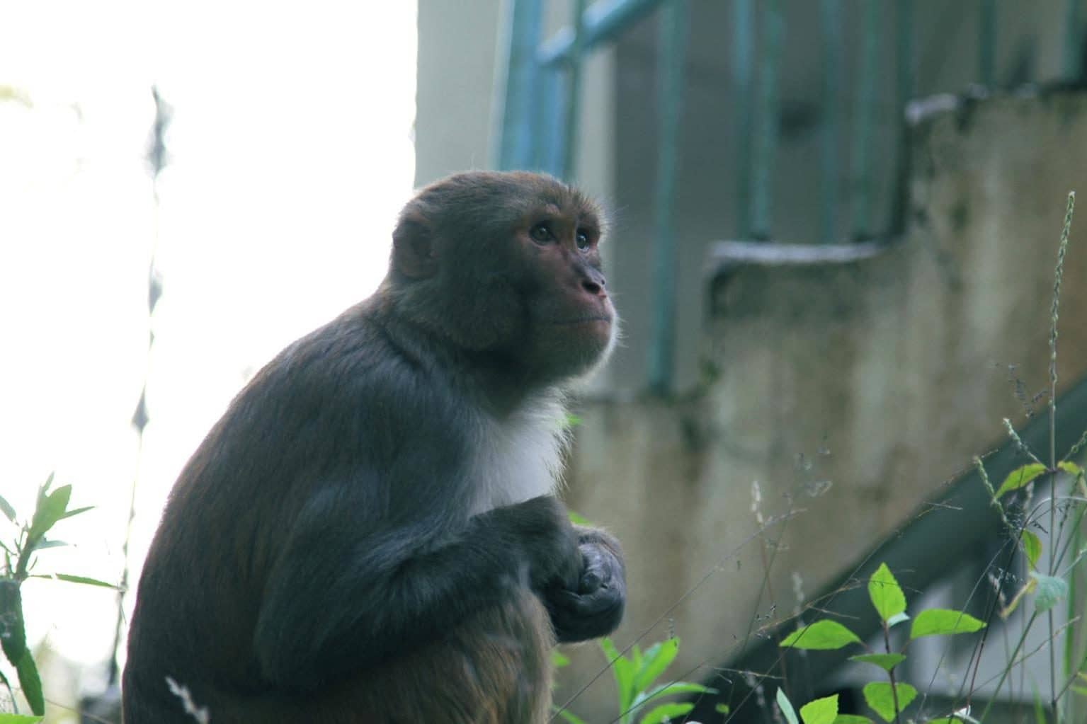 Curious Monkey Encounters
