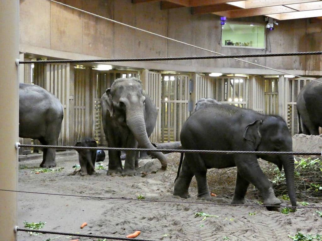 Elephant Park
