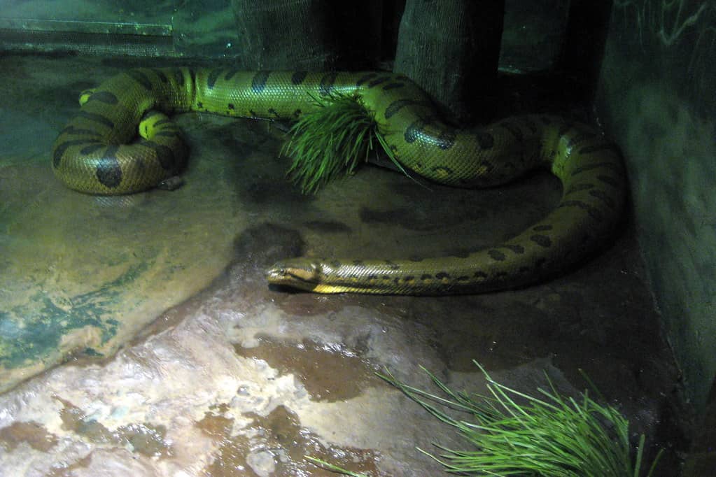 Giant Reptiles
