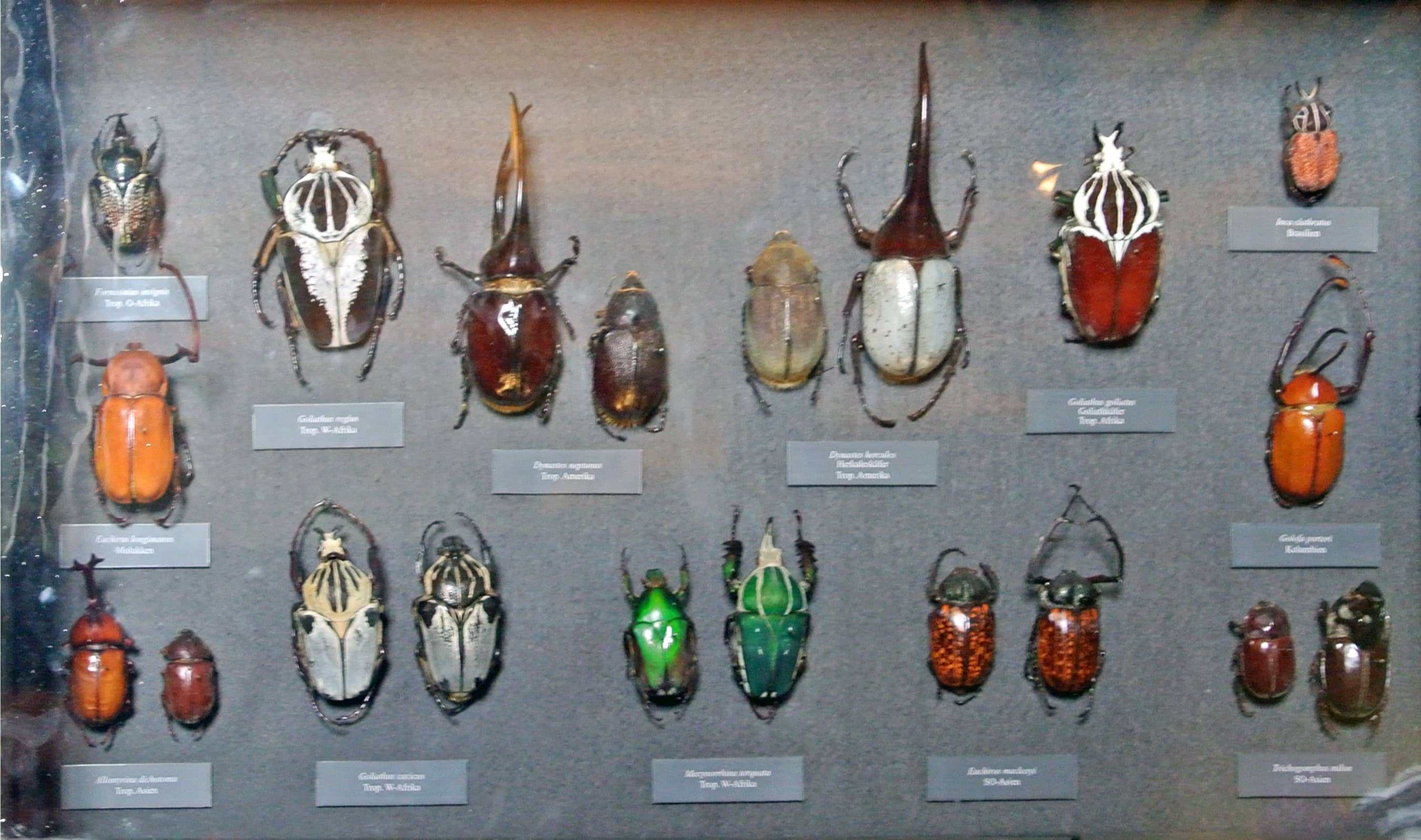Exquisite Beetle Displays