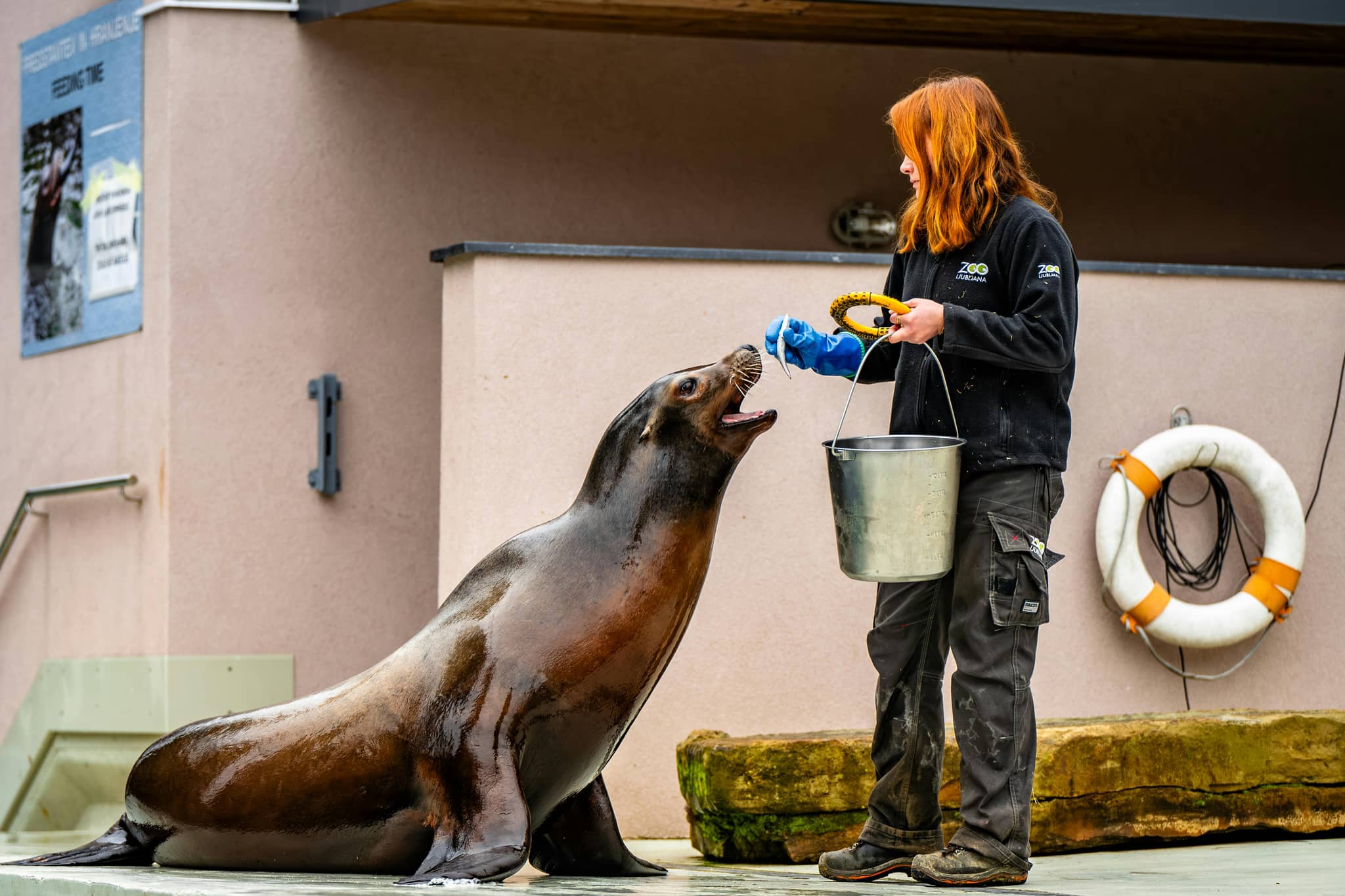 Seal Show