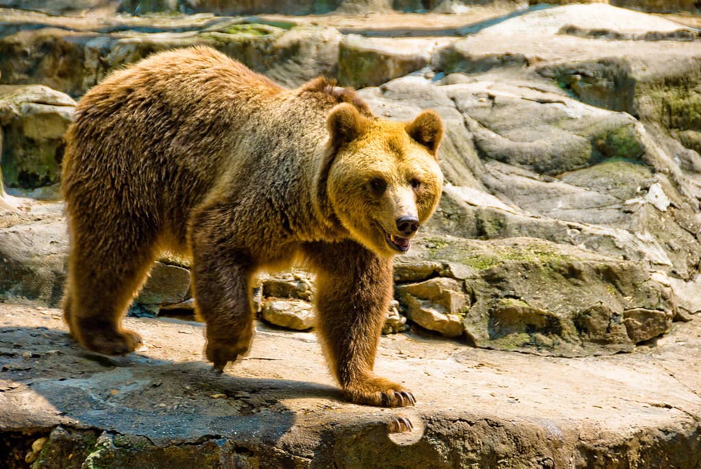 Diverse Animal Encounters