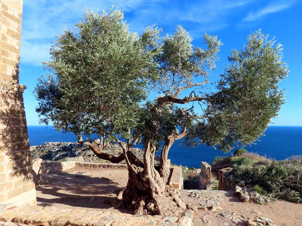 Surrounding Olive Groves