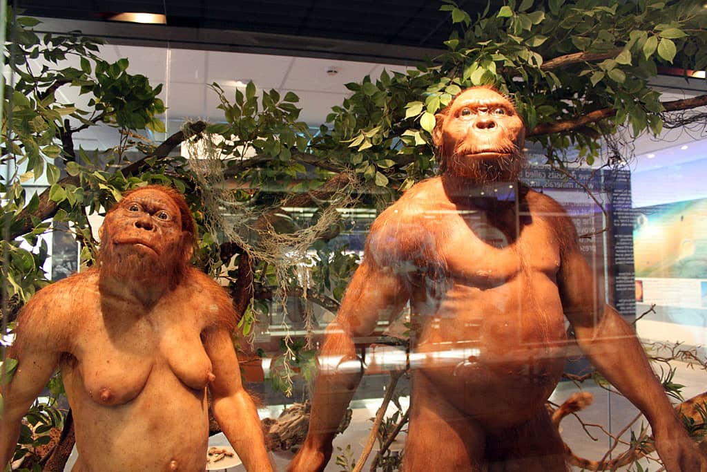 Cradle of Humankind World Heritage Site