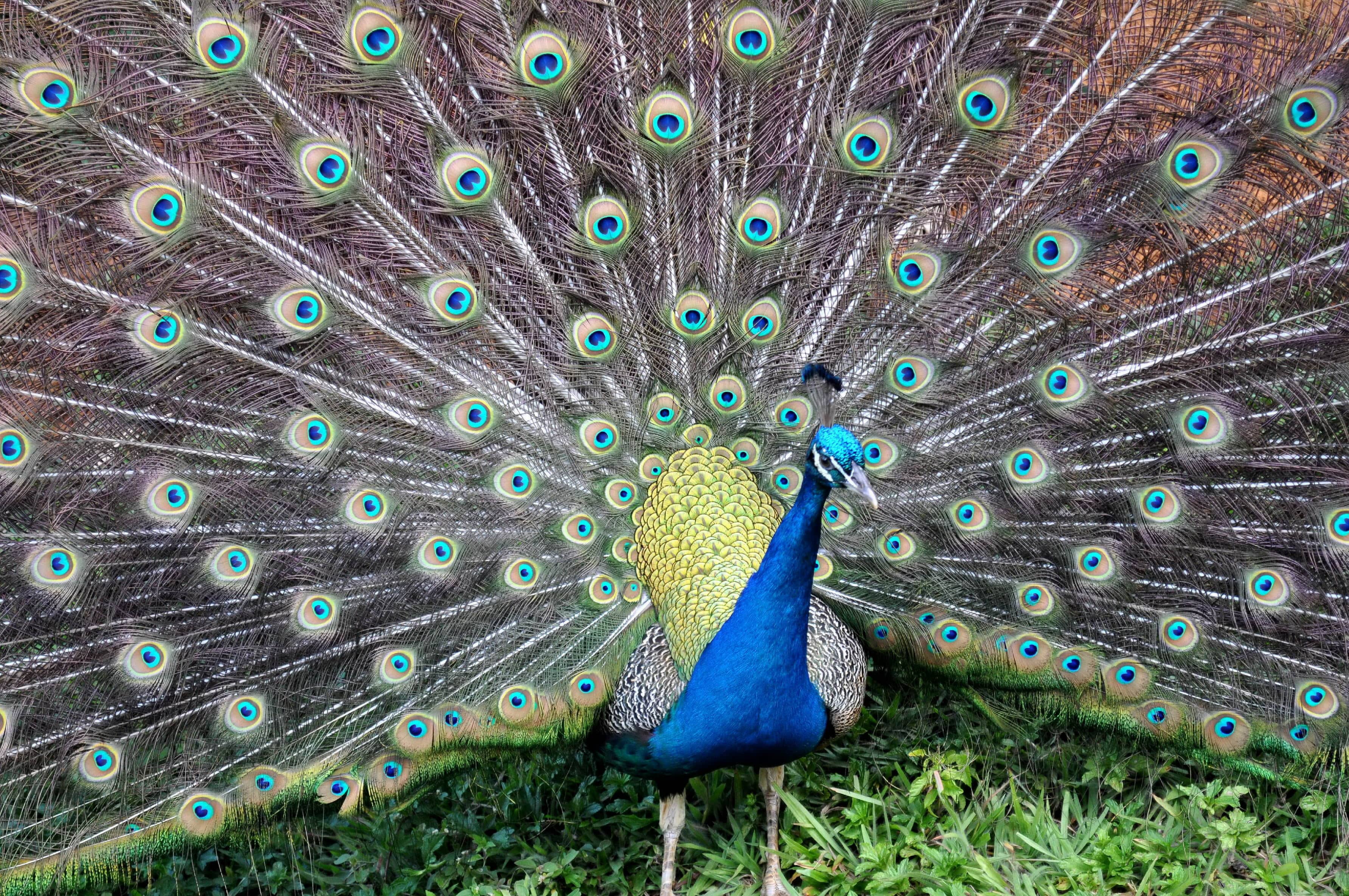 Charming Farm Animals