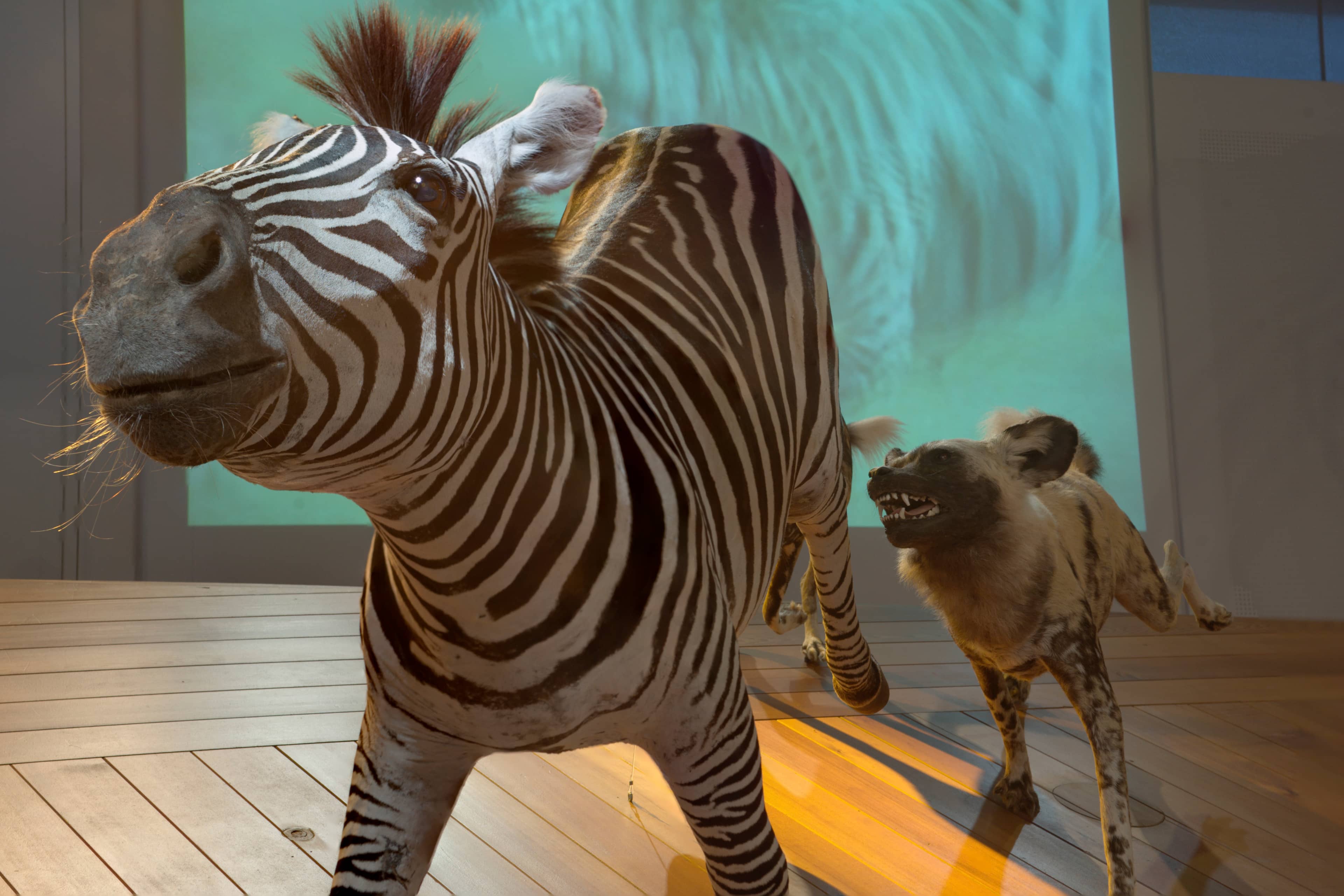 Global Wildlife Collection