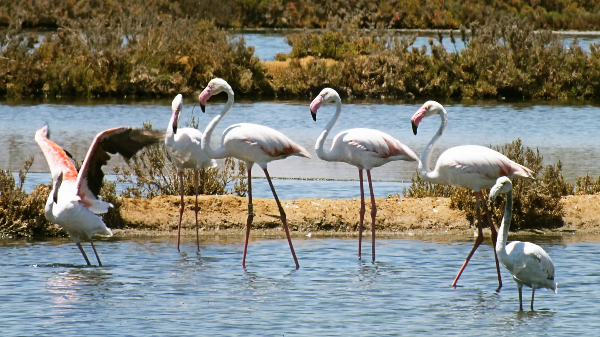 Birdwatching Paradise