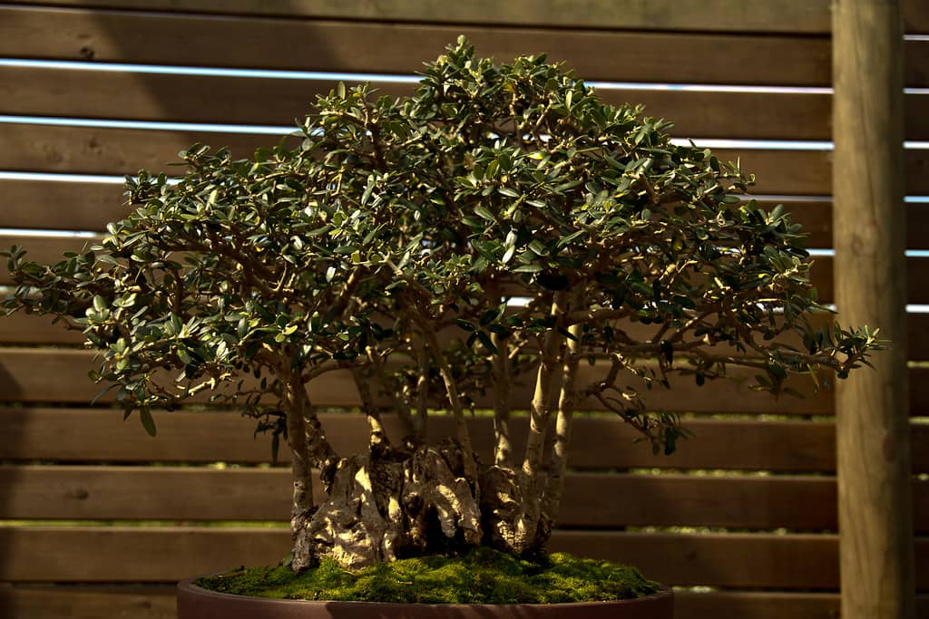 Bonsai Collection