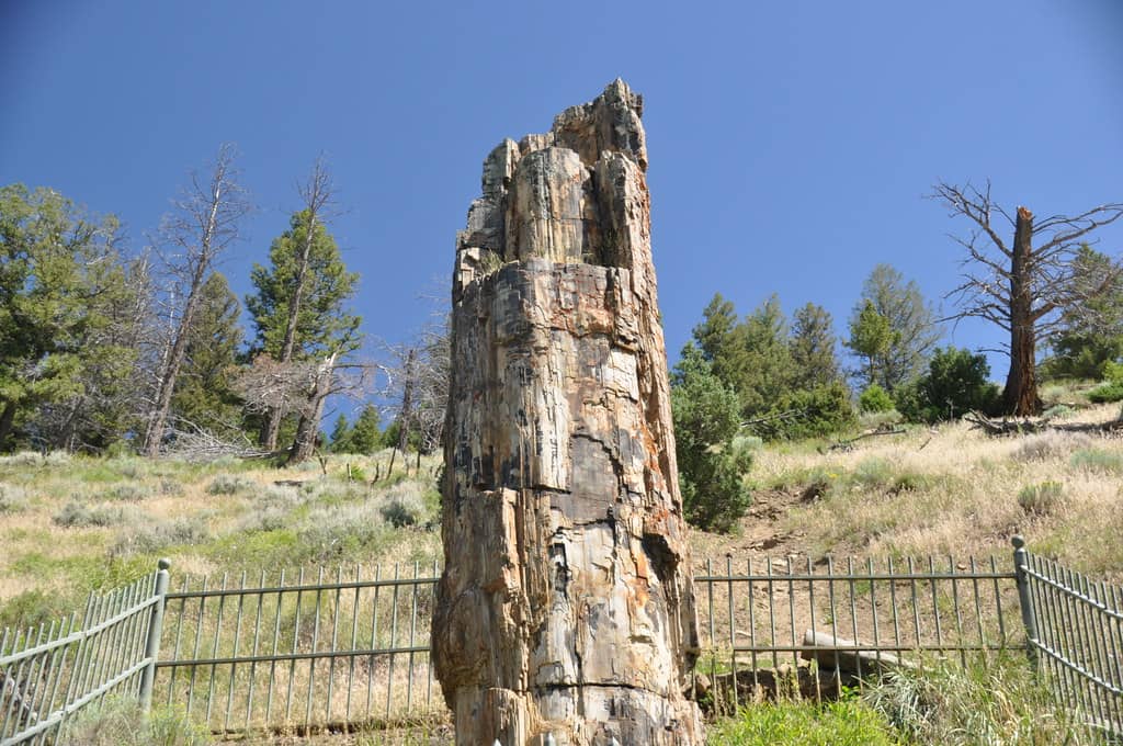 Ancient Redwood History