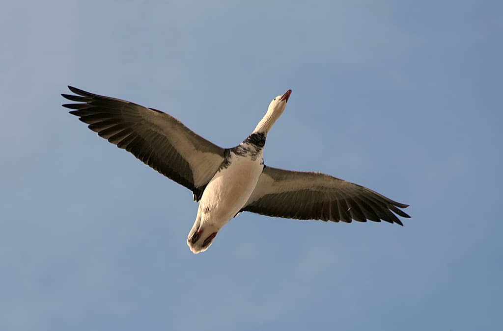 Migratory Bird Spectacle
