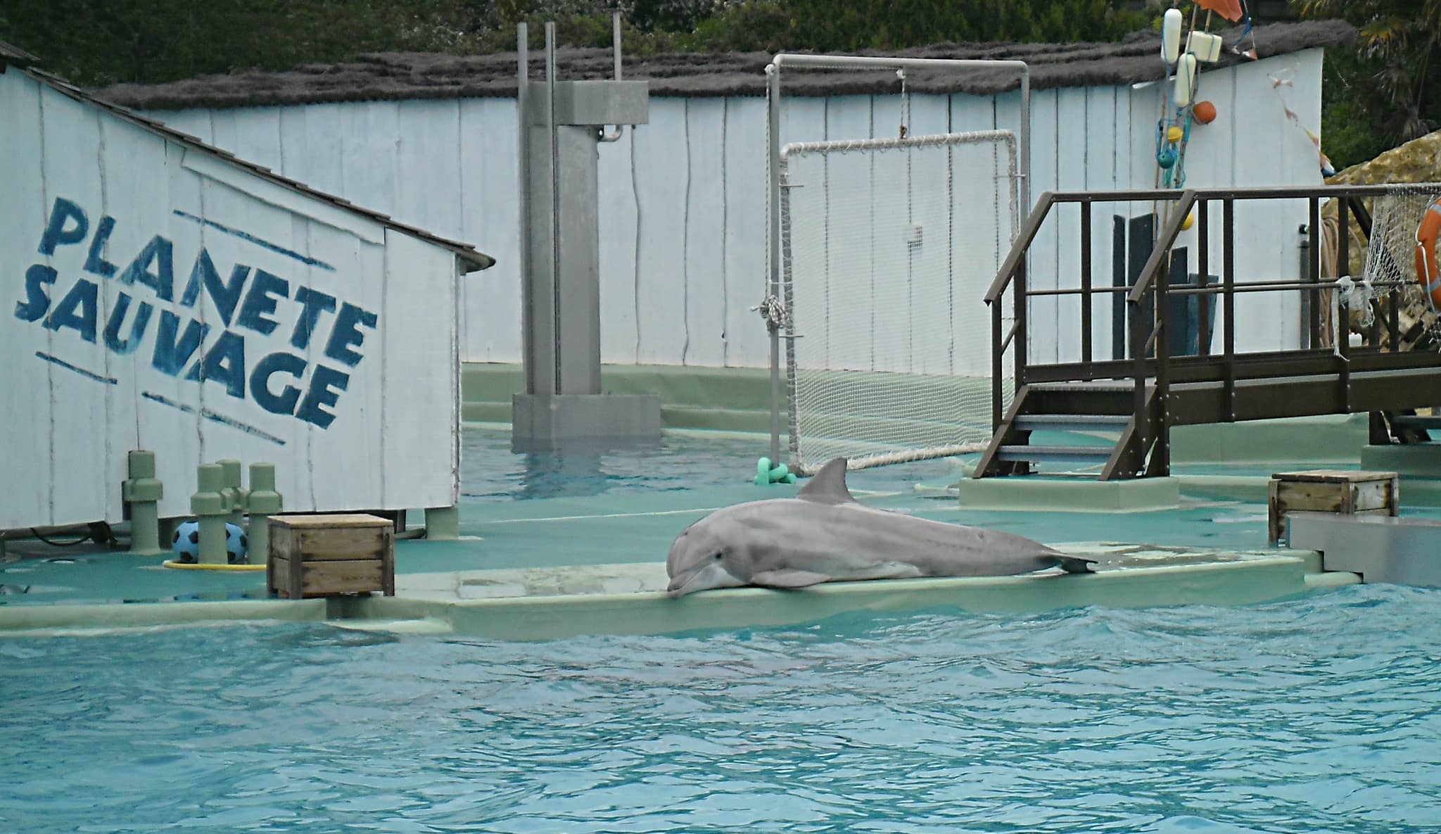 Dolphin Show
