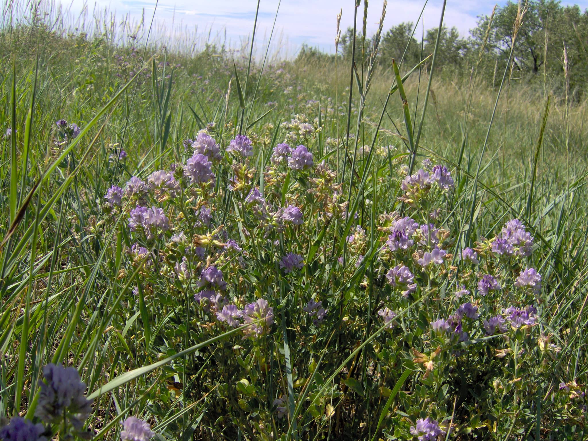 Seasonal Wildflowers