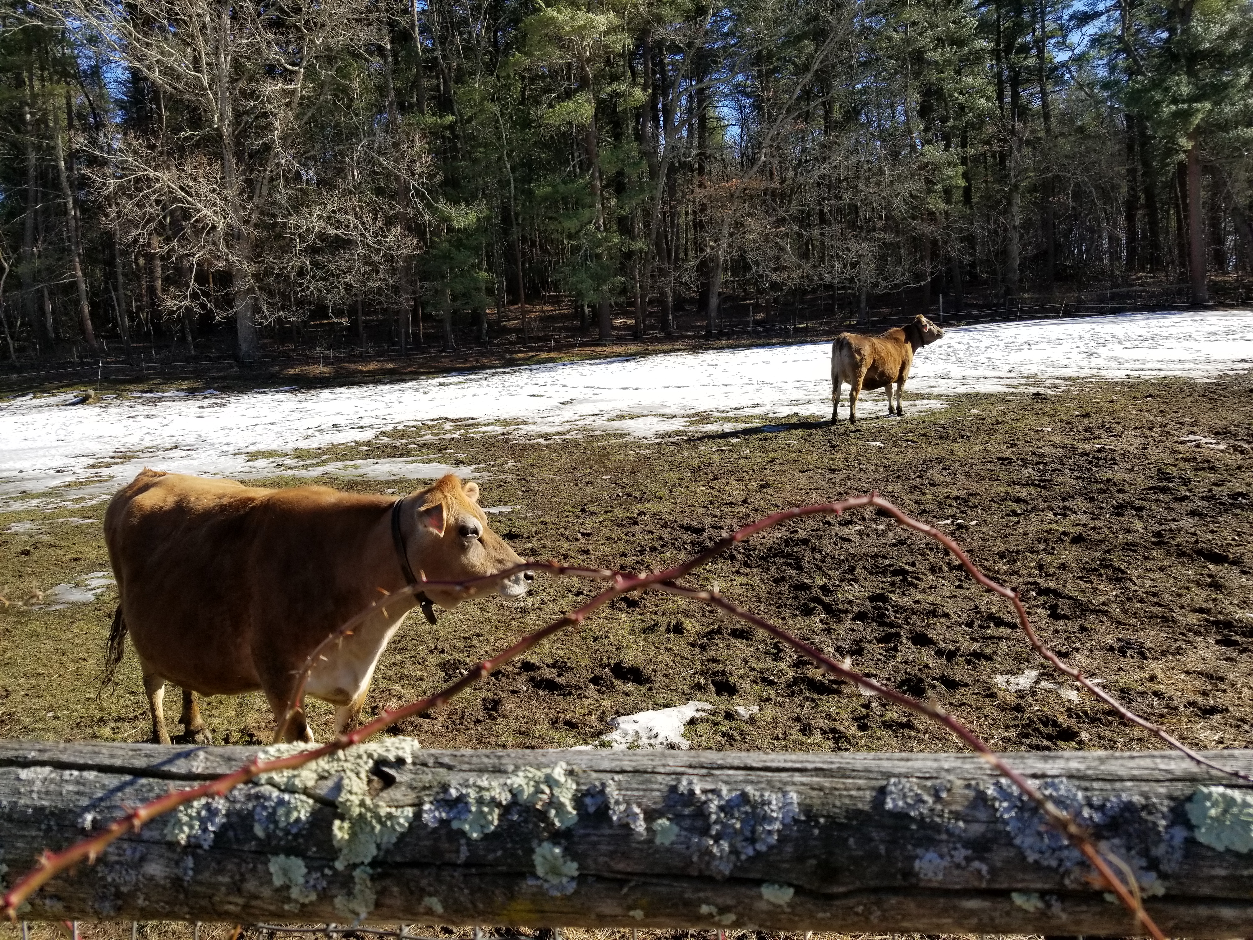 Wildlife Viewing