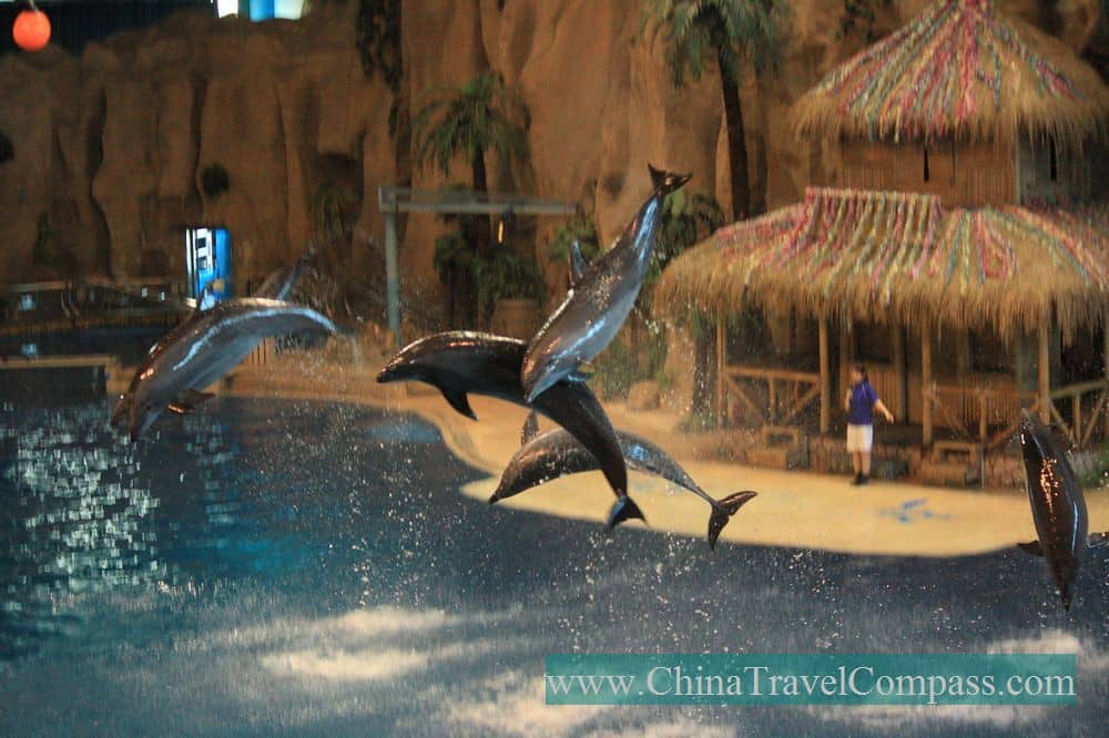 Dolphin & Seal Show