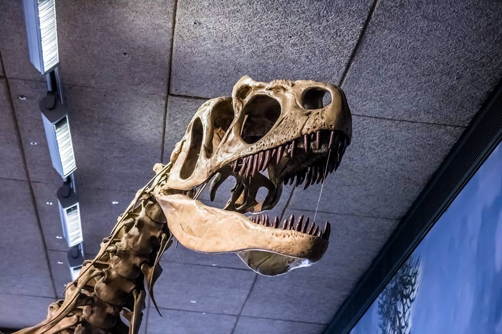 Fossil Displays