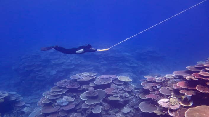 Coral Reef Diving