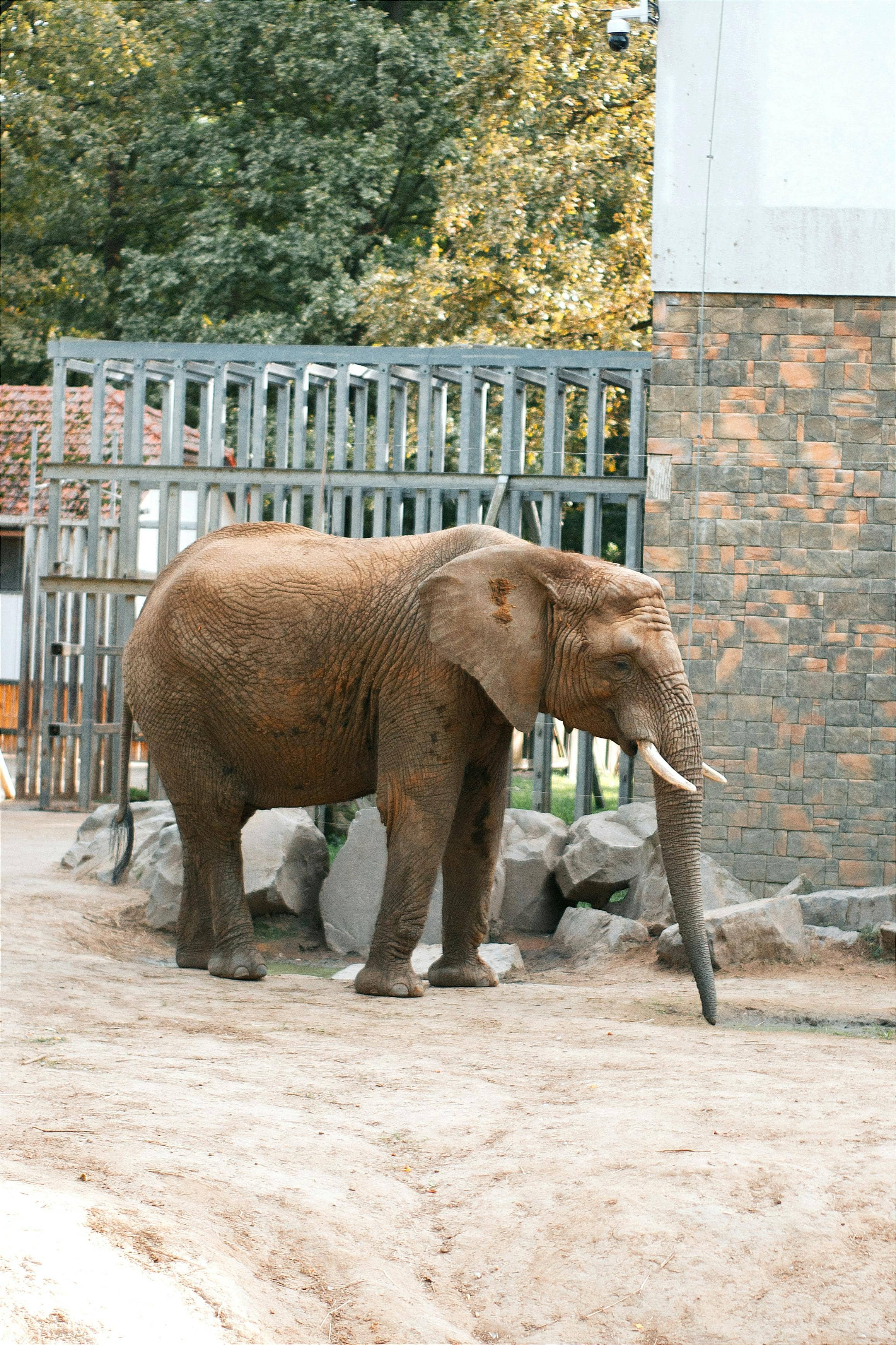 Spacious Elephant and Bison Enclosures