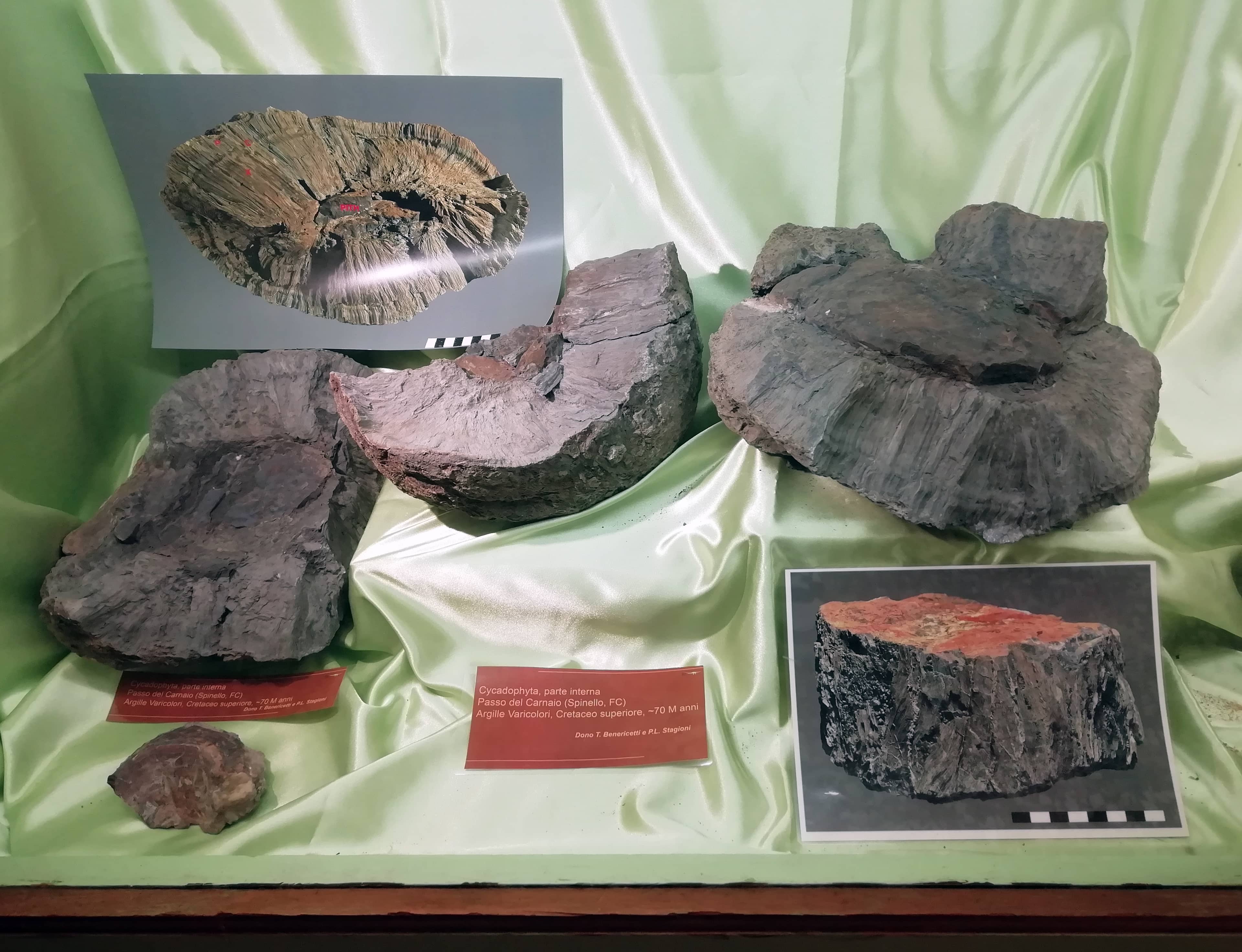 Fossil Collections