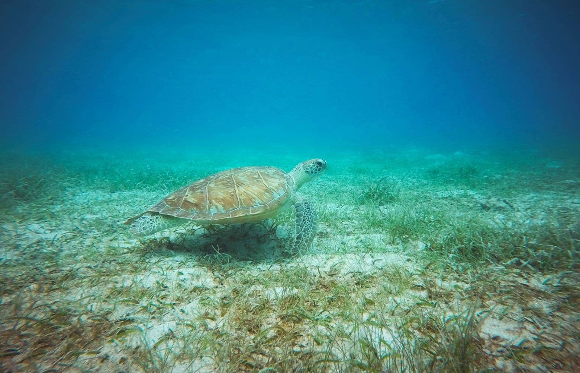 Maho Bay