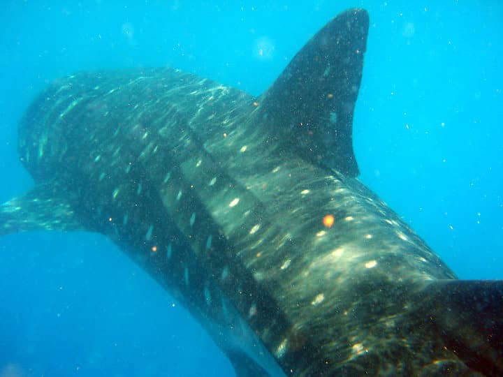 Whale Shark Encounters