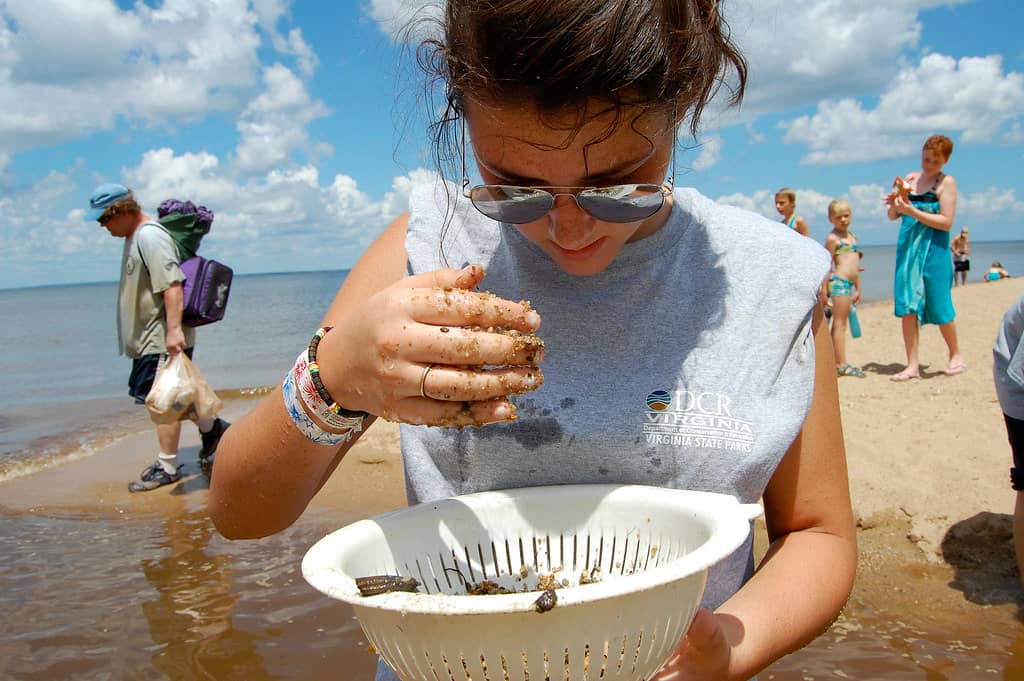 Shark Tooth Hunting