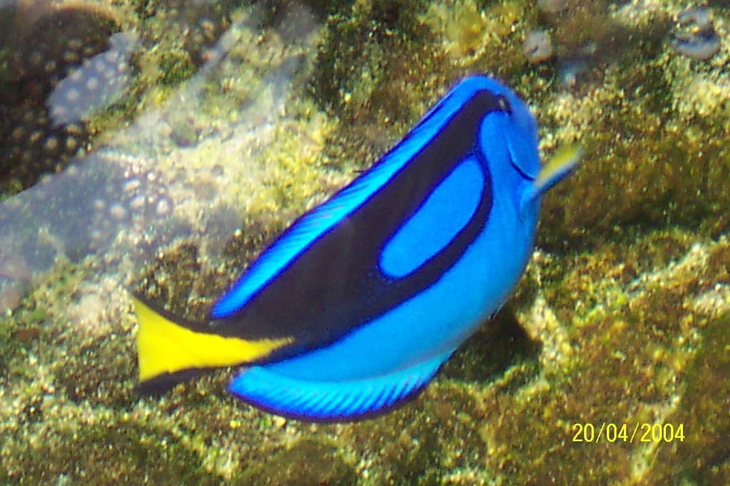 Coral Reef