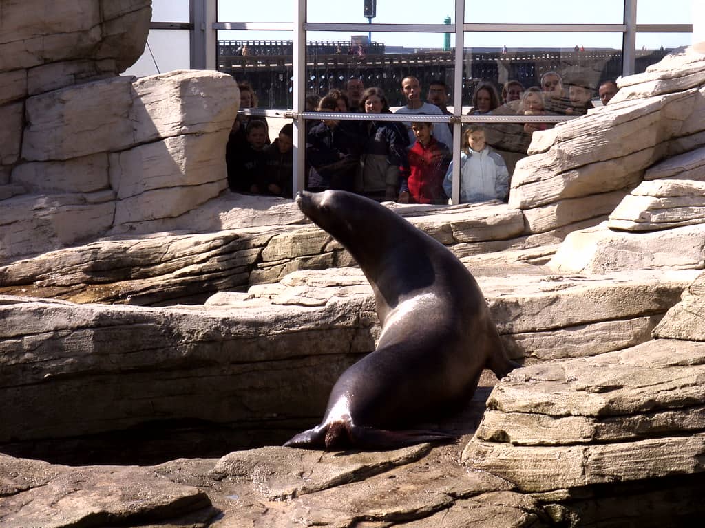Sea Lion and Seal Area