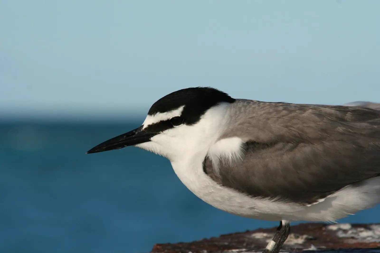 Birdwatcher's Paradise