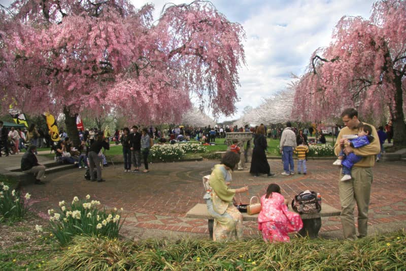 Cherry Blossoms