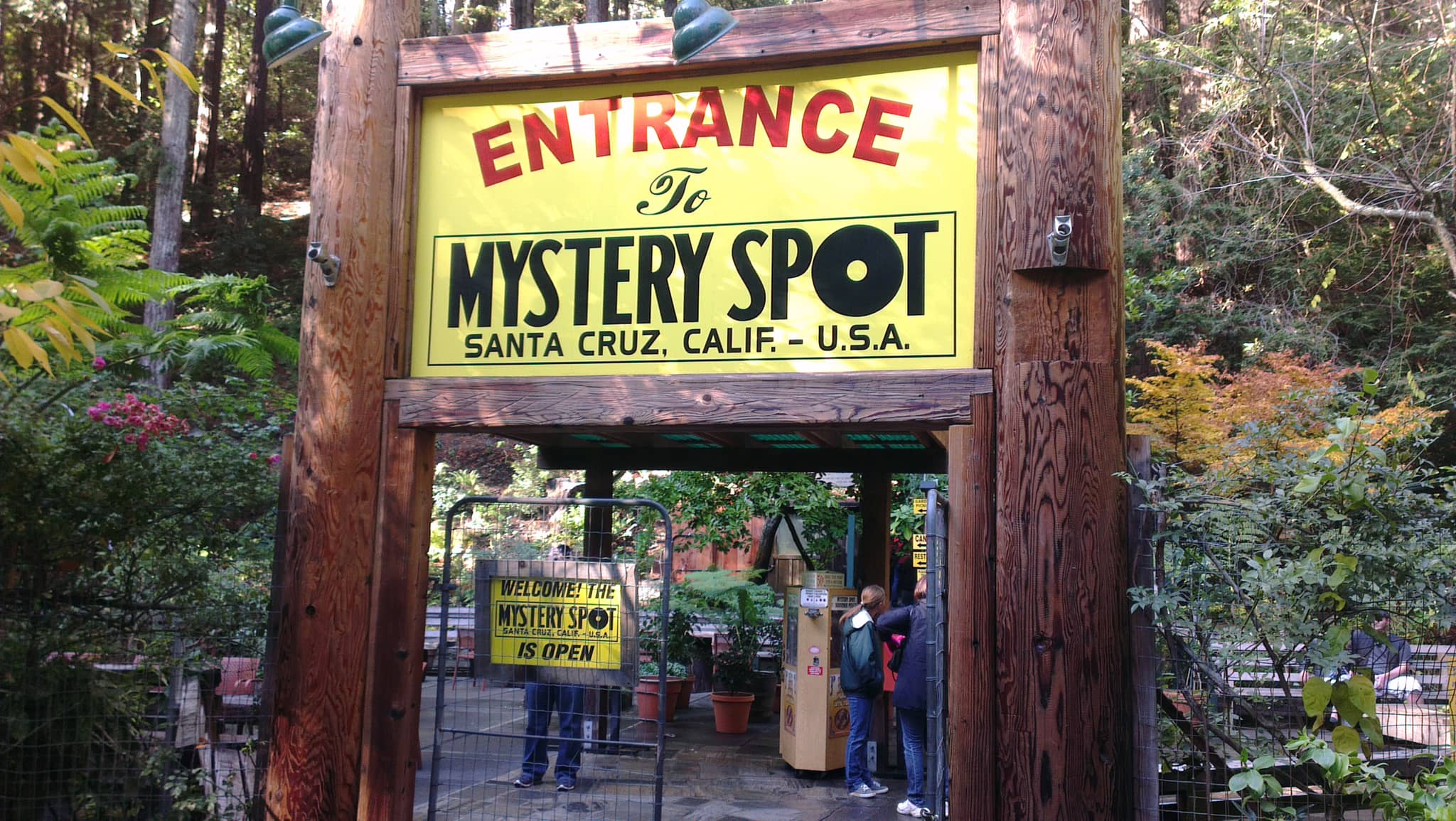 Redwood Forest Setting