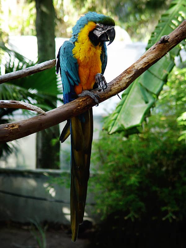 Diverse Aviary Trails