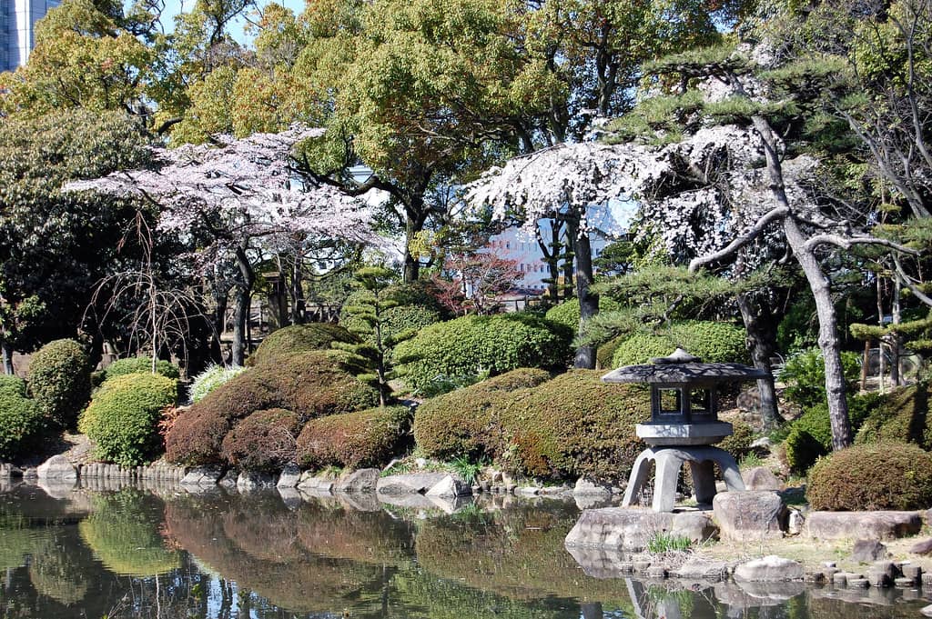 The Koi Pond