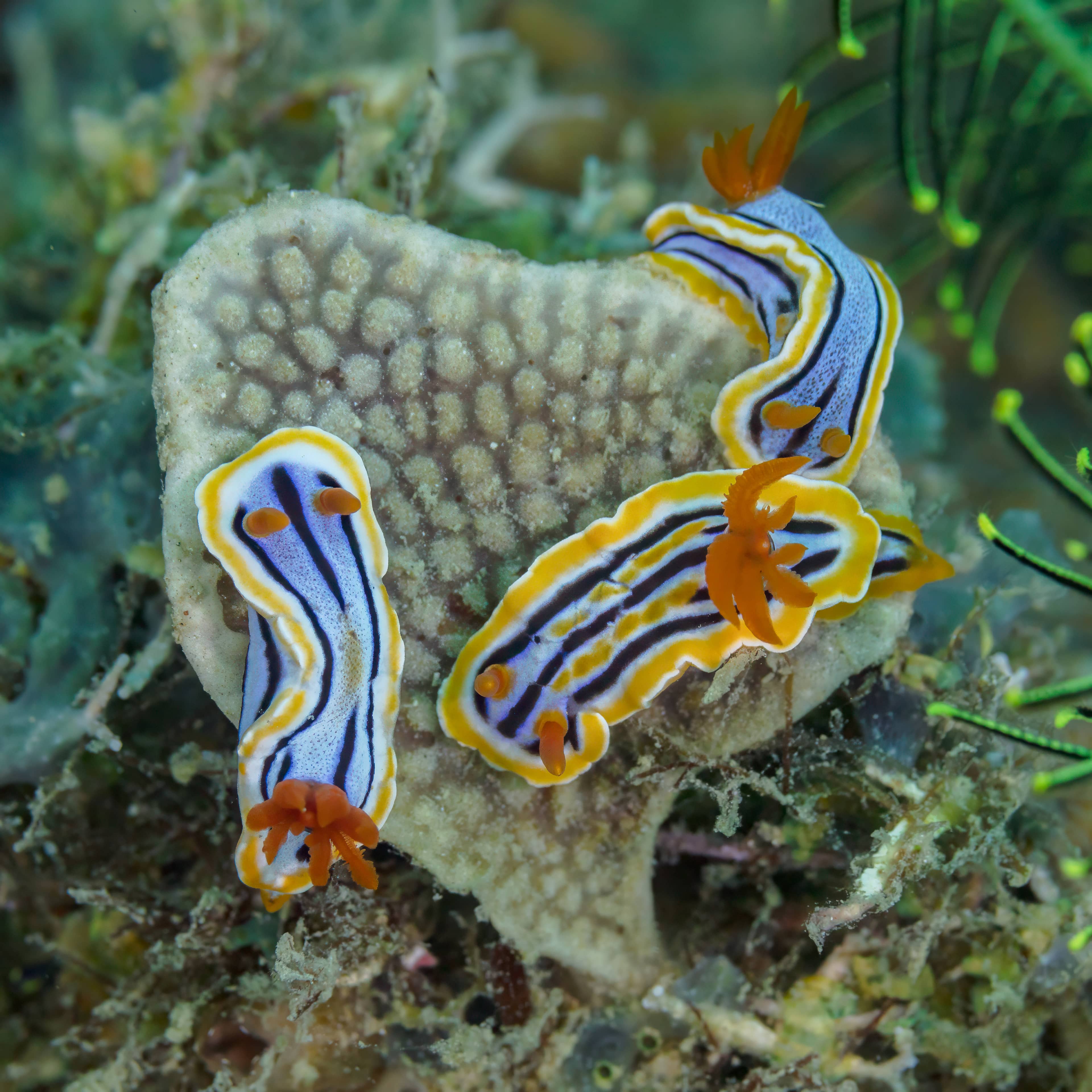 Vibrant Marine Life