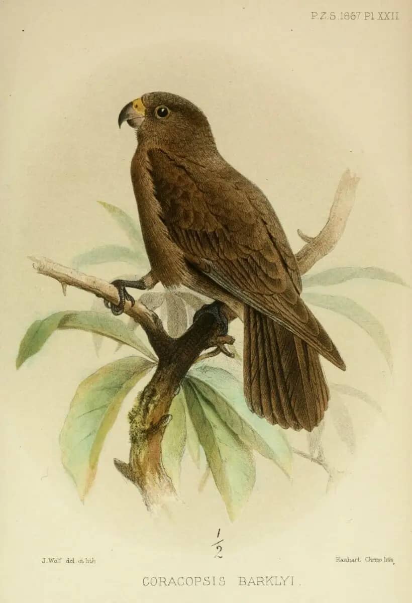 Endemic Wildlife Encounters