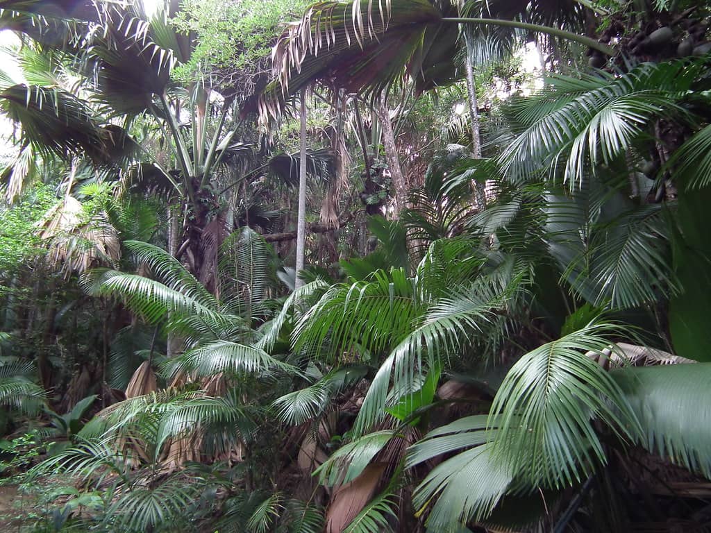 Prehistoric Forest Ambiance