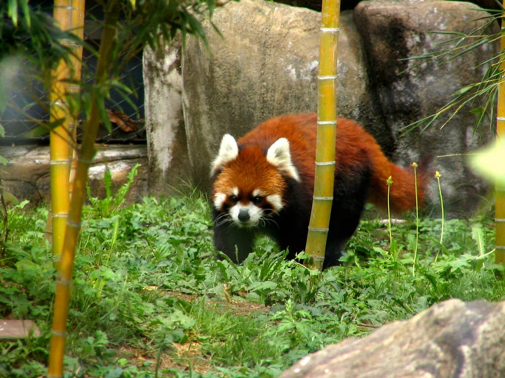 Diverse Animal Habitats
