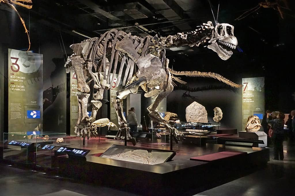 The Amazon Exhibition