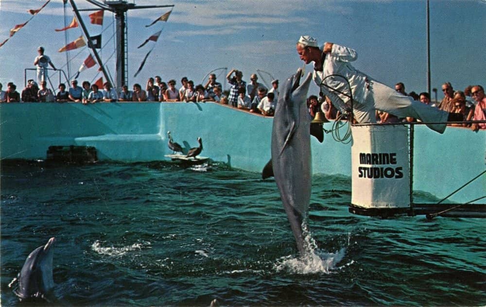 Dolphin Encounter Program