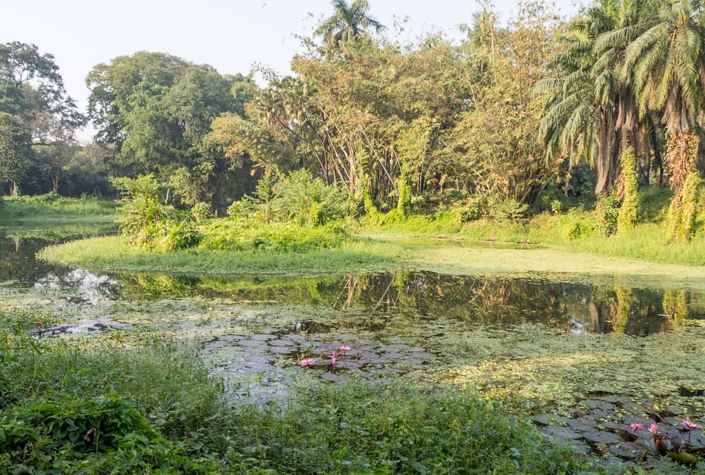 Lotus Pond