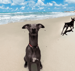 Dog Beach